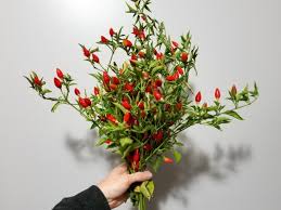 Afbeeldingsresultaat voor numex chimayo hot pepper