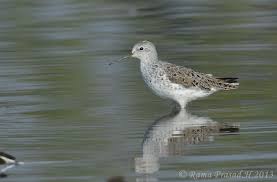 Attēlu rezultāti vaicājumam “Tringa glareola”