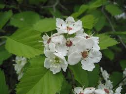 Attēlu rezultāti vaicājumam “Crataegus submollis fruit”