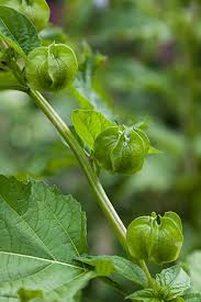 Attēlu rezultāti vaicājumam “Nicandra physalodes fruit”