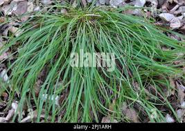 Attēlu rezultāti vaicājumam “Carex pilosa leaf”