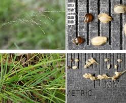 Attēlu rezultāti vaicājumam “Glyceria striata”