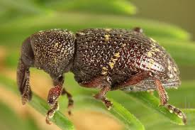 Attēlu rezultāti vaicājumam “Hylobius pinastri”