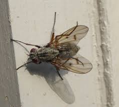 Attēlu rezultāti vaicājumam “Phronia sp. larva”