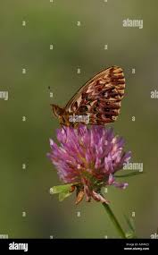 Attēlu rezultāti vaicājumam “Boloria titania underside”