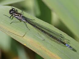 Attēlu rezultāti vaicājumam “Coenagrion pulchellum female”
