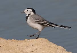 Image result for Motacilla alba