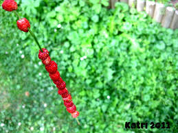 Attēlu rezultāti vaicājumam “Chenopodium foliosum fruit”