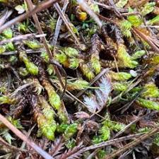 Attēlu rezultāti vaicājumam “Drepanocladus lycopodioides”