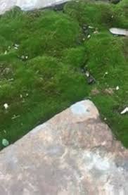 Attēlu rezultāti vaicājumam “Bryum caespiticium”