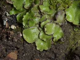 Attēlu rezultāti vaicājumam “Reboulia hemisphaerica”