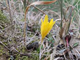 Attēlu rezultāti vaicājumam “Colchicum luteum flower”
