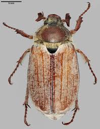 Attēlu rezultāti vaicājumam “Melolontha hippocastani”