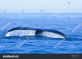 Image result for Eubalaena glacialis