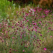 Image result for Dianthus carthusianorum