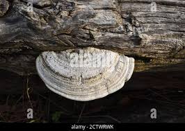 Attēlu rezultāti vaicājumam “Trametes suaveolens”