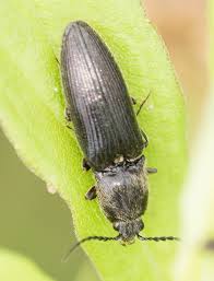 Attēlu rezultāti vaicājumam “Hemicrepidius sp.”