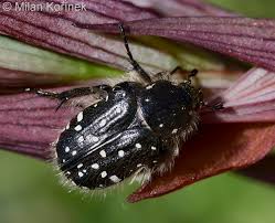 Attēlu rezultāti vaicājumam “Oxythyrea funesta”