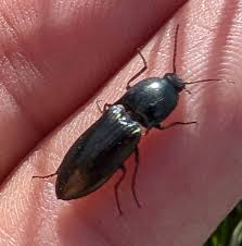 Attēlu rezultāti vaicājumam “Selatosomus aeneus”