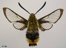 Attēlu rezultāti vaicājumam “Hemaris tityus”