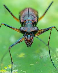 Attēlu rezultāti vaicājumam “Collaria rubens macro”