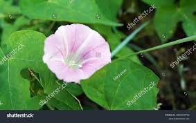 Attēlu rezultāti vaicājumam “Calystegia inflata flower”