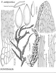 Attēlu rezultāti vaicājumam “Fontinalis antipyretica”