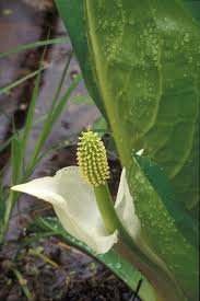 Attēlu rezultāti vaicājumam “Calla palustris flower”