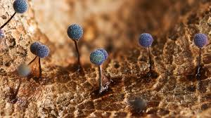 Attēlu rezultāti vaicājumam “Physarum orbis macro”