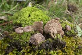 Attēlu rezultāti vaicājumam “Arrhenia spatulata”