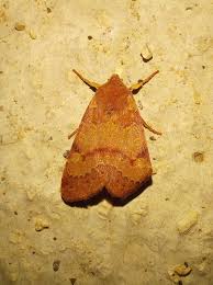 Attēlu rezultāti vaicājumam “Agrochola helvola”