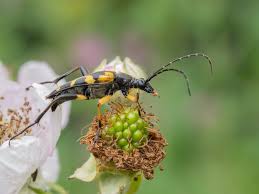 Attēlu rezultāti vaicājumam “Anastrangalia sanguinolenta male”