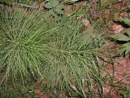 Attēlu rezultāti vaicājumam “Equisetum sylvaticum”