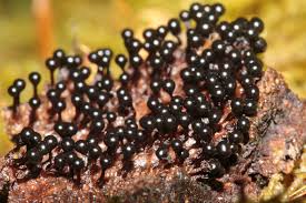 Attēlu rezultāti vaicājumam “Metatrichia floriformis”