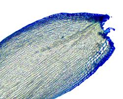 Attēlu rezultāti vaicājumam “Homomallium incurvatum sporophyte”