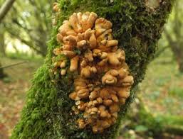 Attēlu rezultāti vaicājumam “Hypocreopsis lichenoides”