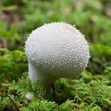Attēlu rezultāti vaicājumam “Lycoperdon perlatum”