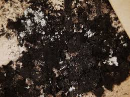 Attēlu rezultāti vaicājumam “Cystocoleus ebeneus”