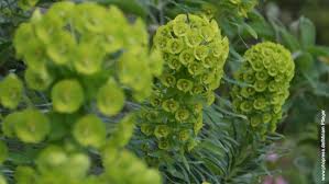 Image result for Wolfsmilch