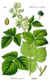 Attēlu rezultāti vaicājumam “Rubus caesius fruit”