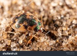 Attēlu rezultāti vaicājumam “Omophron limbatum”