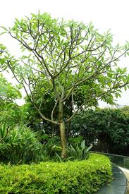 Attēlu rezultāti vaicājumam “Euura acutifoliae”