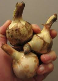 Attēlu rezultāti vaicājumam “Sagittaria sagittifolia fruit”