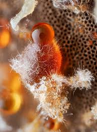 Attēlu rezultāti vaicājumam “Hemitrichia chrysospora sessile”