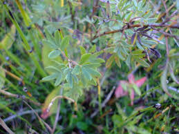 Attēlu rezultāti vaicājumam “Pentaphylloides fruticosa leaf”