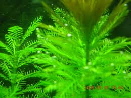 「綠羽毛」的圖片搜尋結果