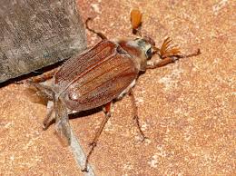 Attēlu rezultāti vaicājumam “Melolontha melolontha imago”