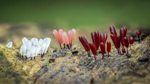 Attēlu rezultāti vaicājumam “Stemonitopsis typhina young”