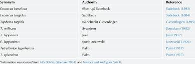 Attēlu rezultāti vaicājumam “Taphrina betulina”