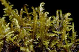 Attēlu rezultāti vaicājumam “Warnstorfia exannulata”